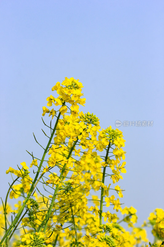 蓝色自然背景中的油菜花