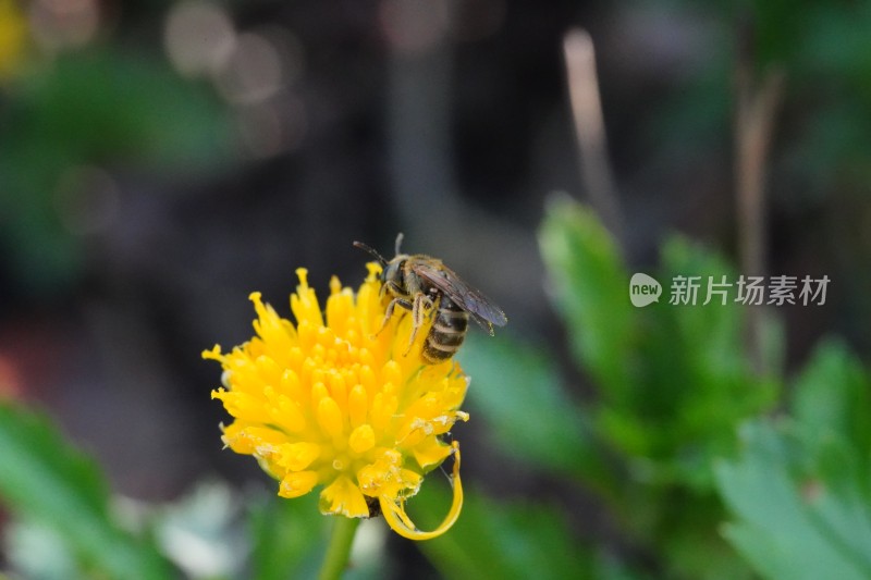 一只蜜蜂在黄花上授粉的特写镜头