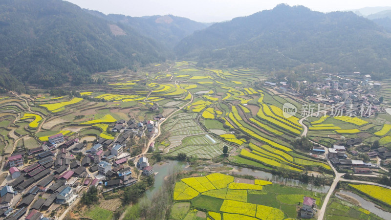 航拍美丽乡村梯田油菜花