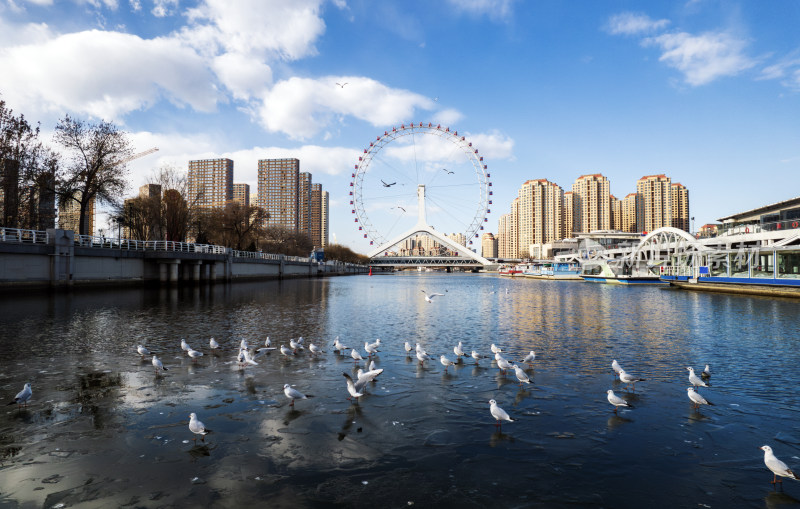 天津之眼永乐码头冰期河面上的西伯利亚海鸥