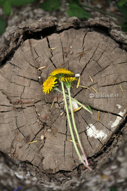 伐树后木桩上的小黄花