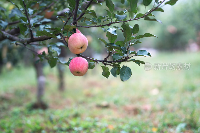 苹果园里成熟的红苹果