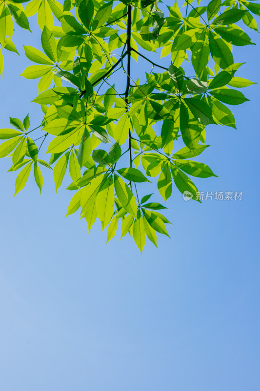 夏日阳光下的叶子