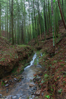 贵州高原竹林风景风光素材