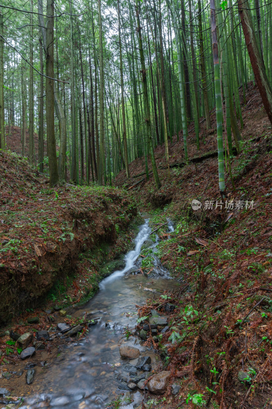 贵州高原竹林风景风光素材