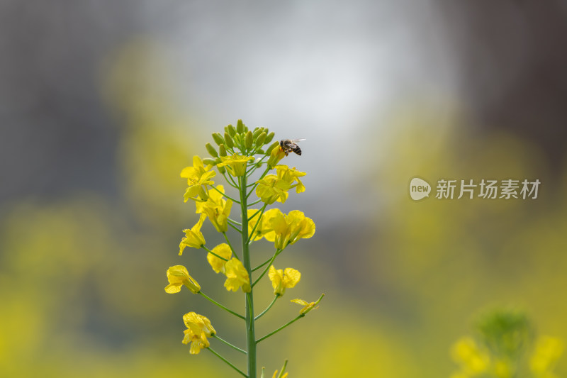 春天油菜花和蜜蜂