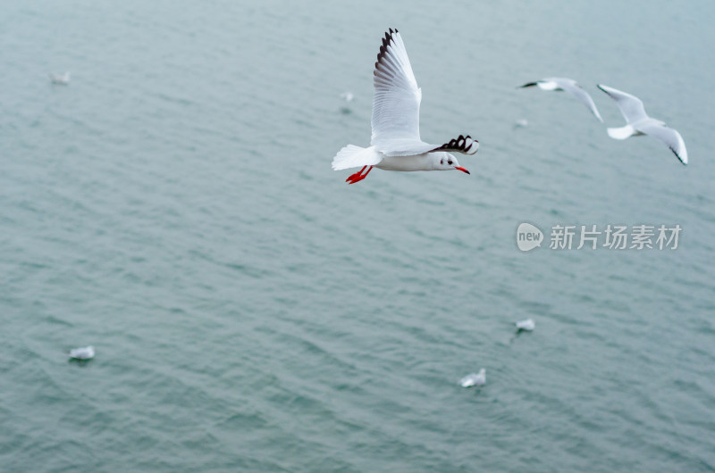 在海上飞行的海鸥