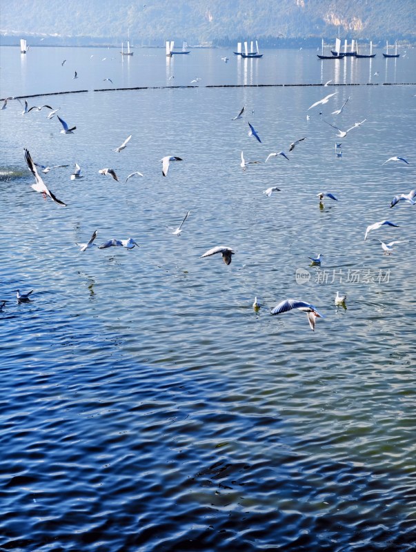 滇池海埂大坝海鸥