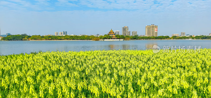 佛山市顺峰山公园盛开的金鱼草花海