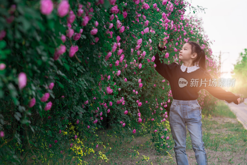 初夏亚裔女孩在盛开的蔷薇花丛中玩耍