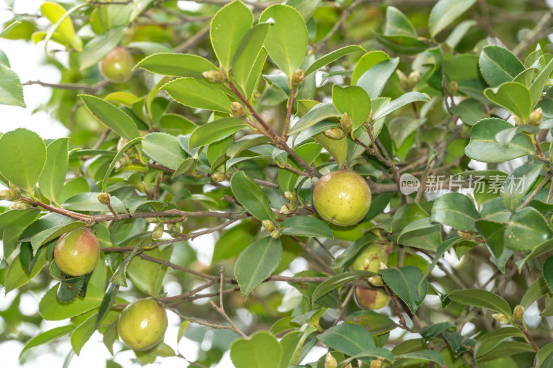 野生油茶籽树