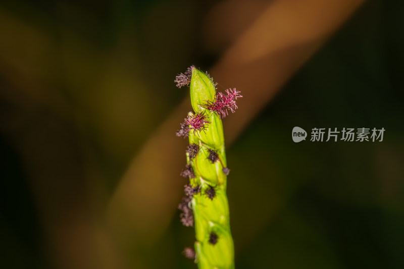 带紫花的绿色植物近景特写