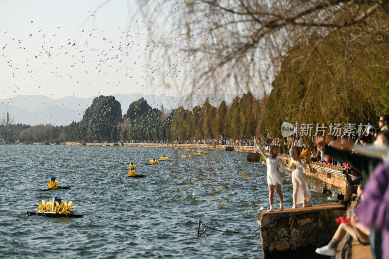 湿地公园  海鸥飞翔  鸟群飞翔