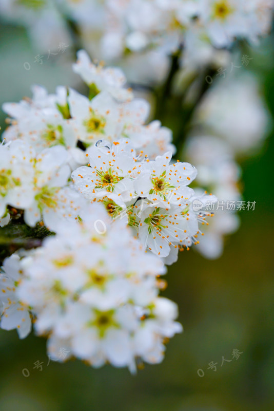 鲜花花朵花卉花树