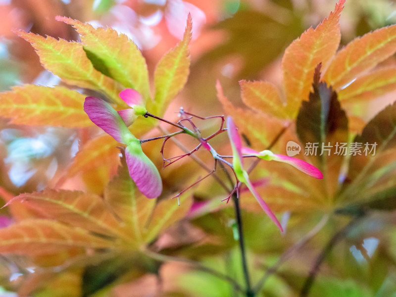 春天枫树的翅果特写