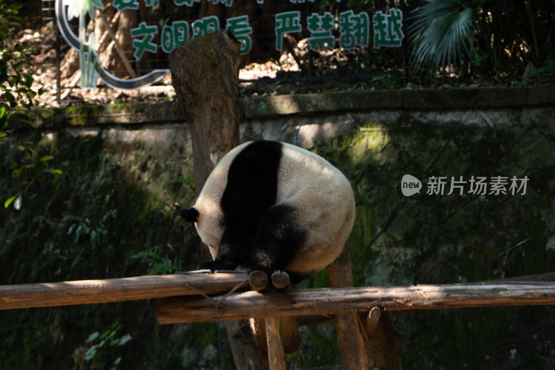 重庆动物园大熊猫