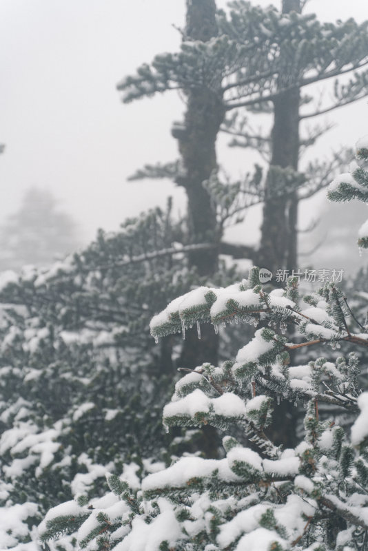 覆雪松树雾中景致