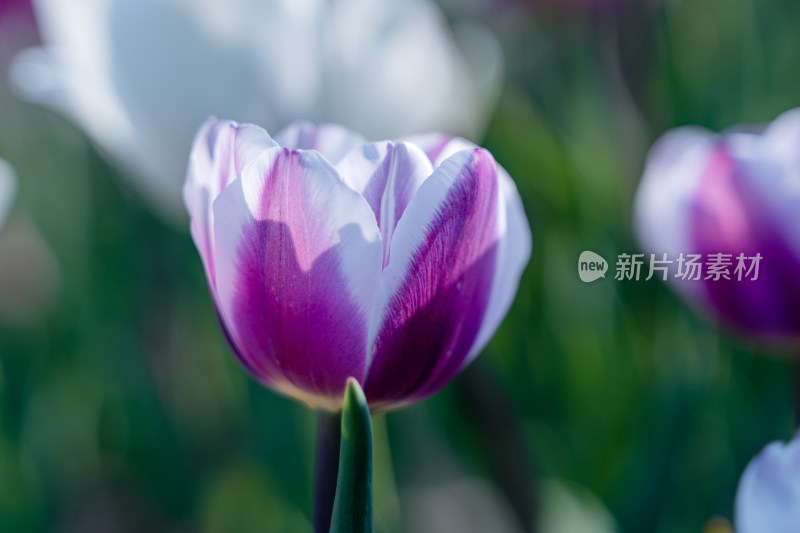 深圳仙湖植物园盛开的郁金香