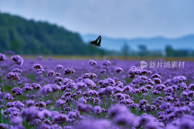 江西景德镇高岭村花海