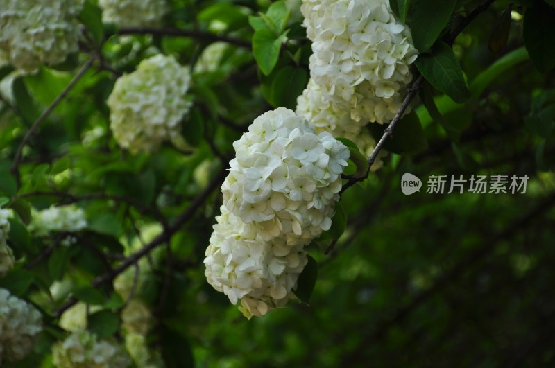 长沙风光  长沙街景 长沙城景  自然风景