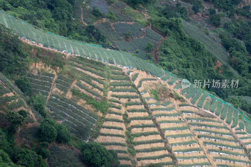 神湾镇高山梯田菠萝种植园