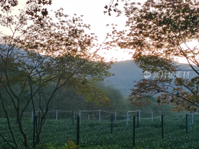 山林间树木繁茂的自然风光