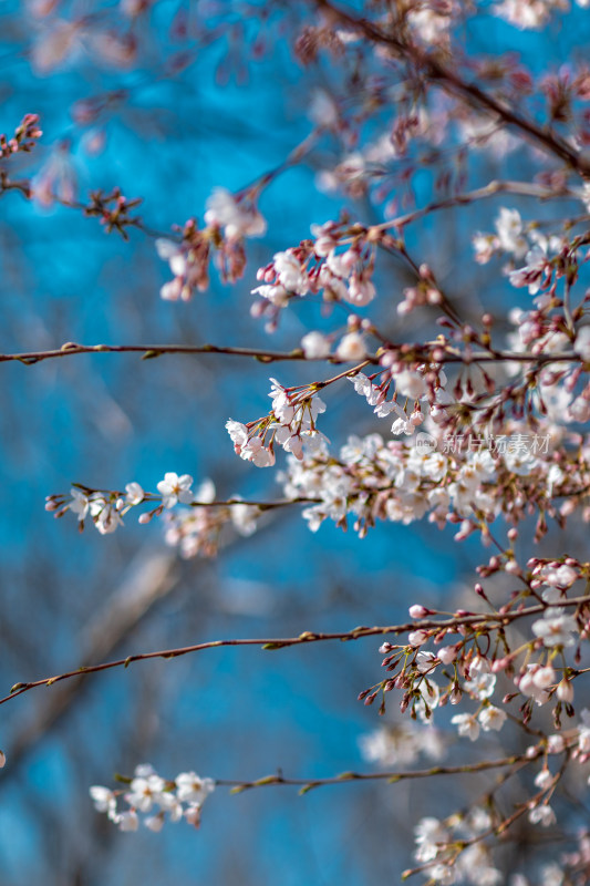 春季蓝天下的樱花特写