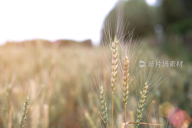 夏天即将成熟的小麦麦穗特写