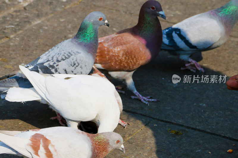 几只不同毛色鸽子在地面觅食的场景