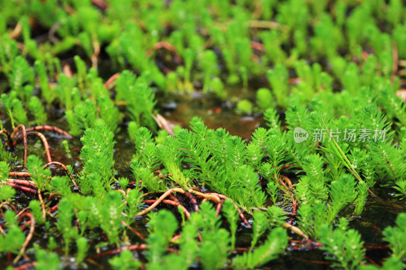 春天绿色狐尾藻水生植物