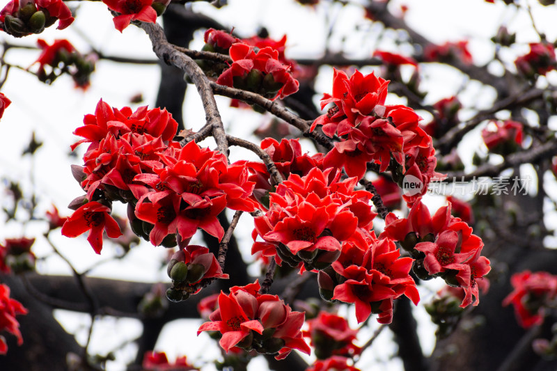 盛开的木棉花