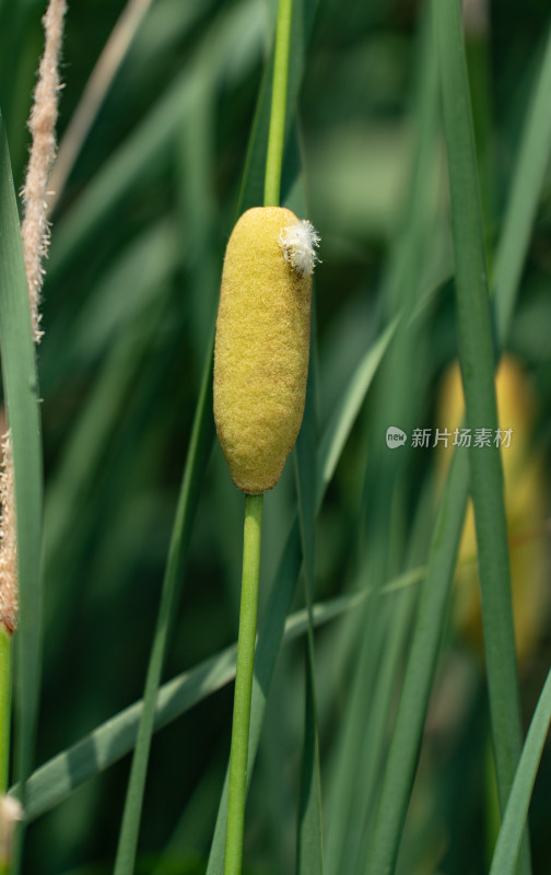 蒲草素材