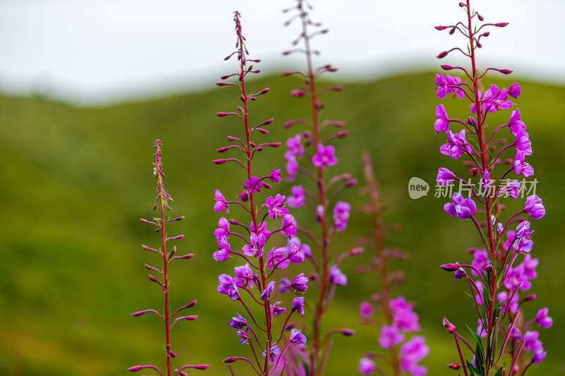 紫花植物野外特写