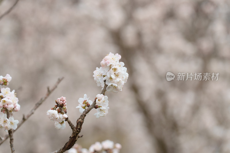 盛开的杏梅花