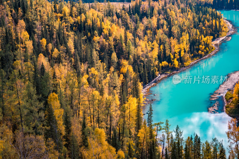 新疆喀纳斯河月亮湾秋天风景