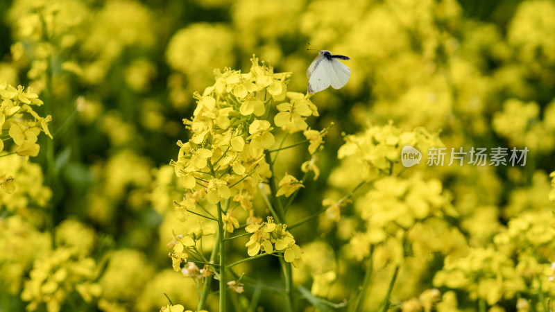 油菜花开，蝴蝶自来