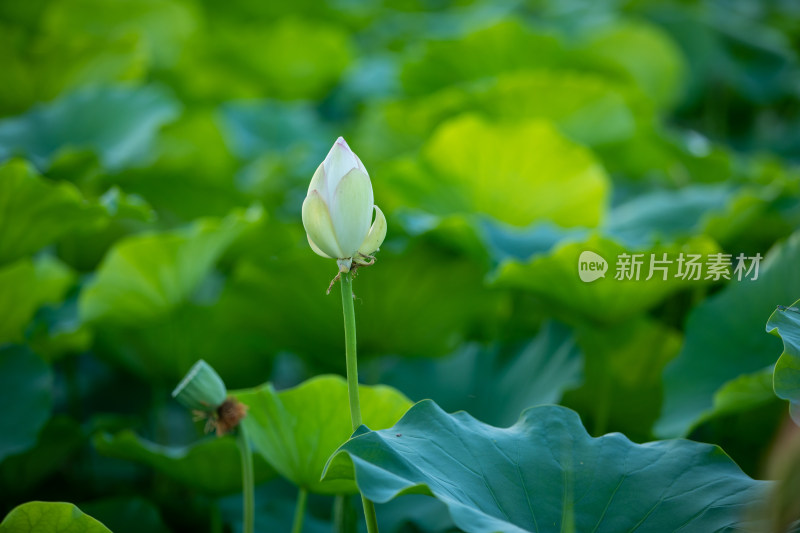 荷叶荷花特写