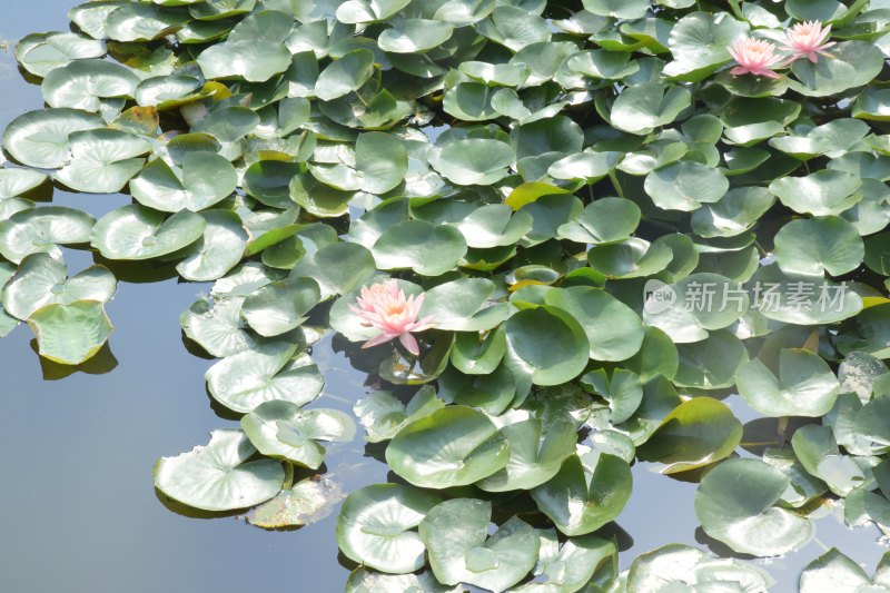 广东东莞：池中睡莲盛开