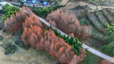 重庆酉阳：天山堡水杉红似火