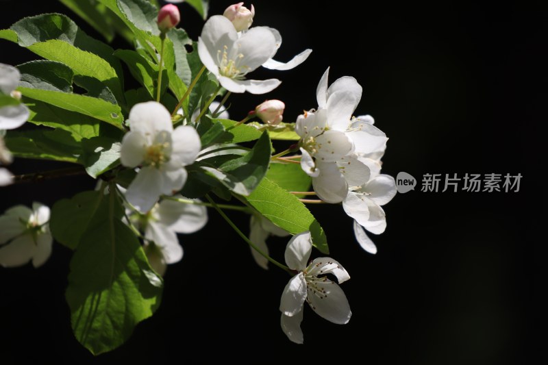 黑背景白色海棠花