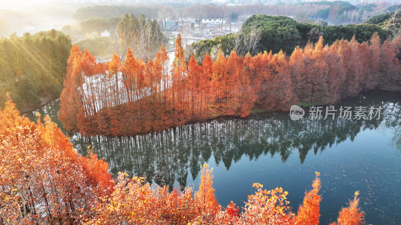 水上秋景 色彩斑斓的红杉林俯瞰图