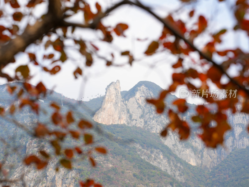 长江三峡巫峡红叶