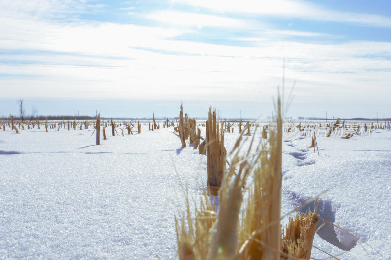 雪后田野中残留的玉米秸秆景象