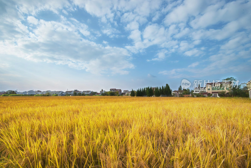金黄稻田与远处村落风景