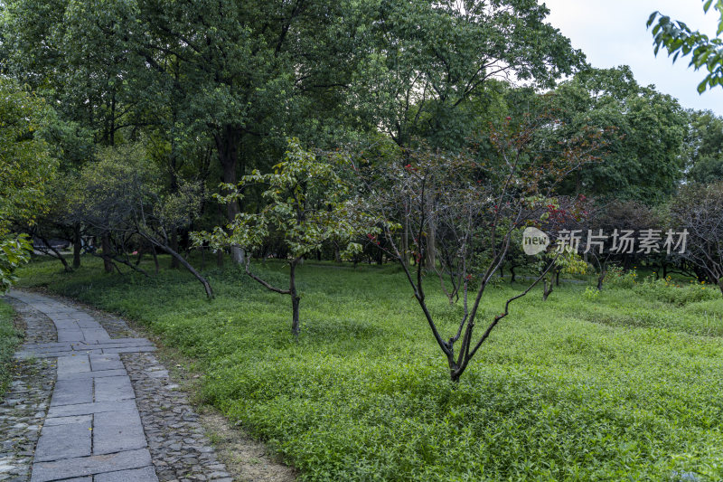 杭州西溪国家湿地公园火柿映波
