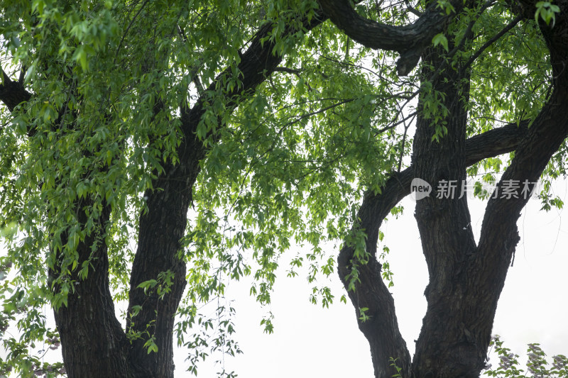 湖边树木造型美丽