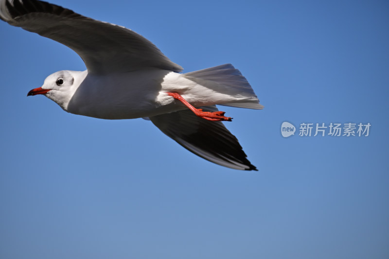 红嘴海鸥