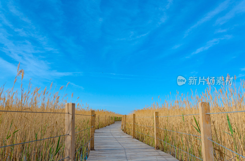 内蒙古额济纳旗居延海景区湖泊芦苇木栈道