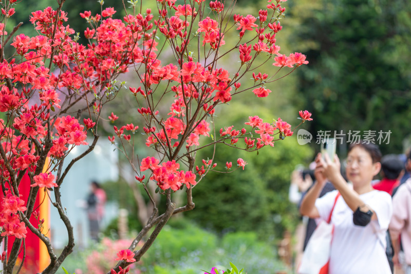 杜鹃花、映山红