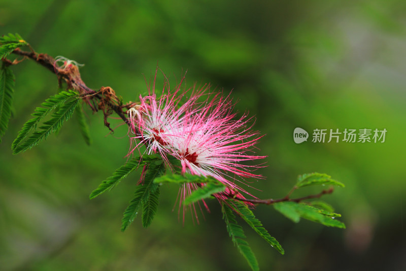 雨中的红合欢美蕊花朱缨花